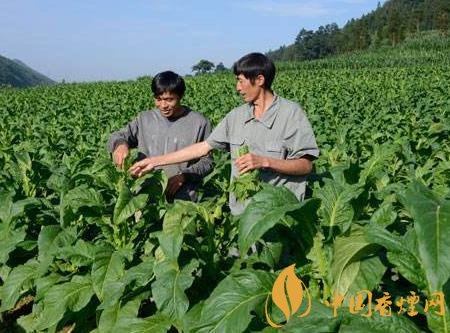 烟叶种植采收过程需要注意什么 烟叶种植生产的问题分析