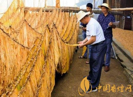 烟叶种植采收过程需要注意什么 烟叶种植生产的问题分析