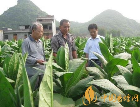 烟叶种植怎样布局才合理 烟叶种植技术和管理介绍