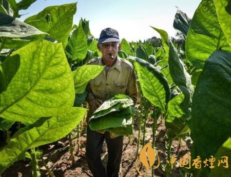 新时代烟草经济增长的困境与对策探析