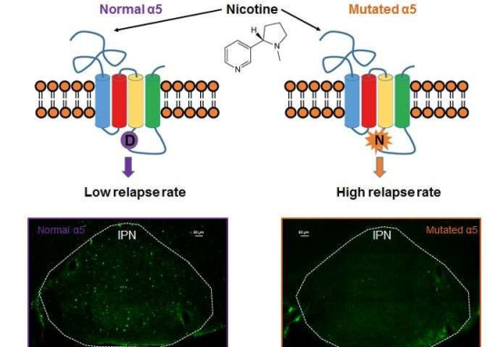 戒烟：一种涉及复发的基因突变