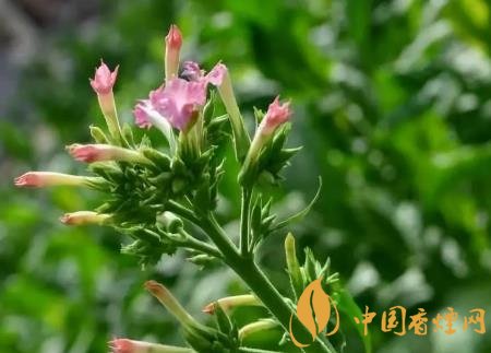 烟草花是什么 烟草花的属性和花期介绍