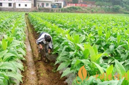 烟草种植技术有哪些 烟草种植需要注意的四点知识介绍