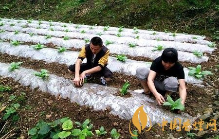 如何种植烟苗，专家给出了四个指导！