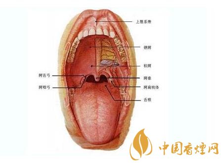 长期吸烟对于口腔有什么影响 这五点你要注意