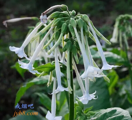 吸烟要命 烟草花却美若天仙