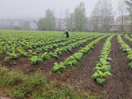 惊现！广西越南代工一手货源“美梦连连”